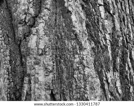 Close up, super sharp black and white Oak tree bark texture photograph. Perfect for background or overlay texture or providing examples for tree identification.