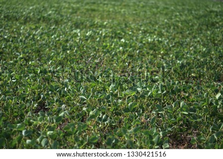 Soybean field at the beginning of summer. Drought and dehydrated plants. Vegetarian food soy. Stock background, photo