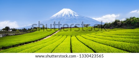 Green tea plantation near Mount Fuji, Shizuoka Prefecture, Japan