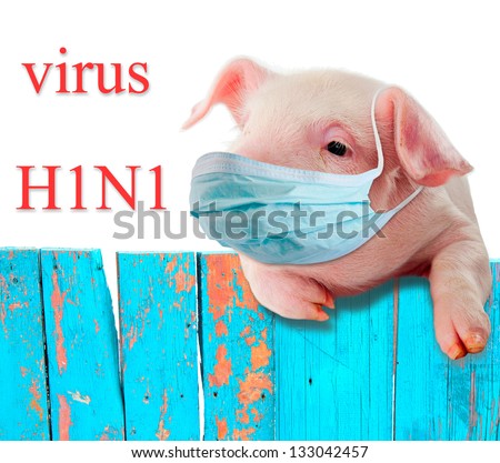 H1N1 virus. Humorous collage. Pig wearing a mask hanging on the fence .. Isolation. Royalty-Free Stock Photo #133042457