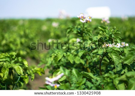 Farm garden with green potatoes during ripening. Industrial business in rural areas. Stock background, photo.