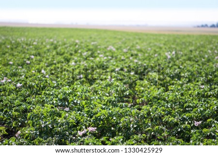 Farm garden with green potatoes during ripening. Industrial business in rural areas. Stock background, photo.