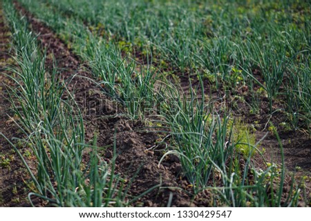 Farm garden with green onions during ripening. farm field with a big harvest. Summer business. Stock background, photo