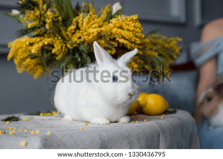 white rabbit on the table