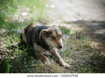 Beautiful dog on nature with sad eyes. Domestic animals in the nursery. Stock photo