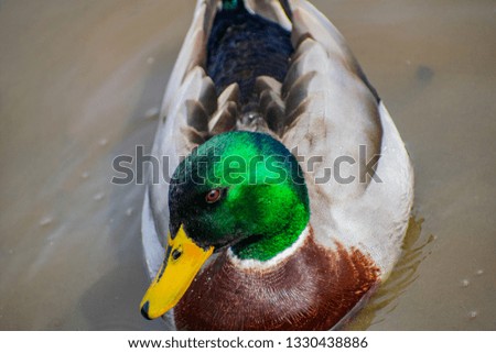 High Definition Duck