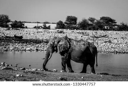 An African Elephant drinks from a water hole in Etosha National Park, Namibia.