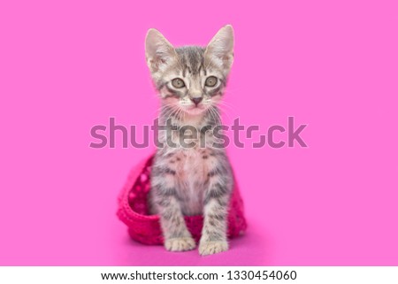Brown tabby kitten sitting in a pink lace hat, looking at camera, dark pink background.