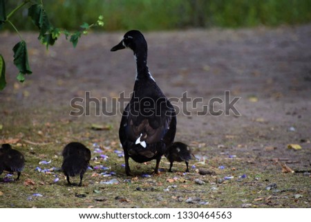 Mother duck and ducklings family on a stroll