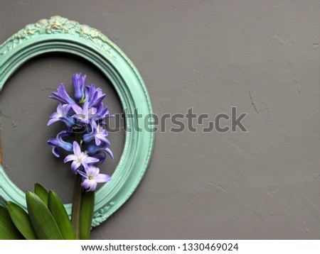 
Spring flowers concept. Blue hyacinth
lying on blurred background of vintage green frame and dark gray plaster. Copy space for text.
