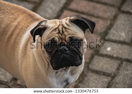 Sad face of a pug dog posing for picture