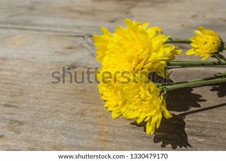 Yellow Chrysanthemum on the old wood background. Dark tone.