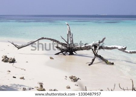 Isolated trunk on the beach (Ari Atoll, Maldives)