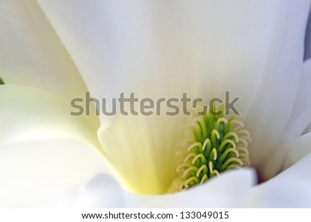 White pale magnolia center of flower