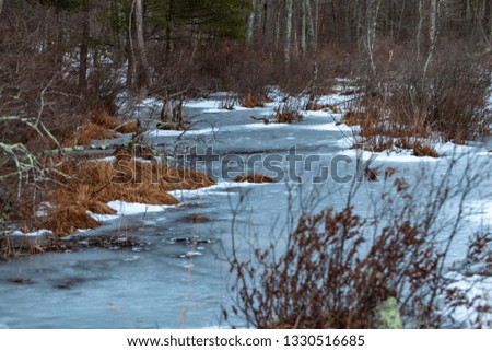 Grassy Pond Conservation Area or raw nature in winter time, Massachusetts, United States
