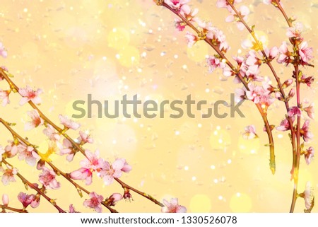 Pink rose flowers on white wooden background
