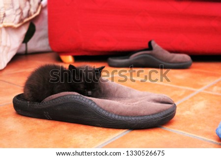 Little Black Cat Sleeping inside shoe