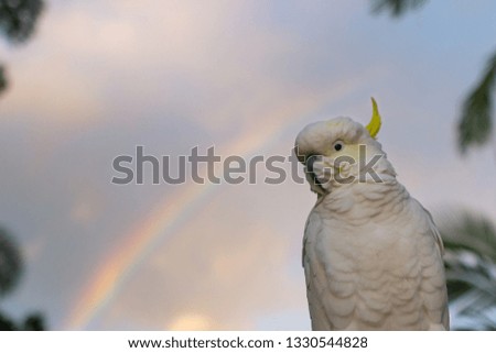 The Sulphur-crested Cockatoo (Cacatua galerita) single male cockatoo portrait with early morning rainbow sky in his background scenery 