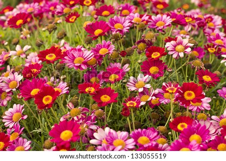 Daisy flowering - Spring flower close up