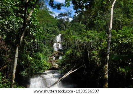 The white waters of the Bayoz waterfall appear among the forest of the high forest of Chanchamayo in Junin

 
