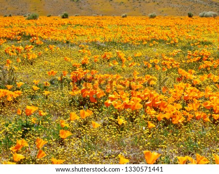 American life / Antelope Vally California Poppy Reserve Orange Carpet.