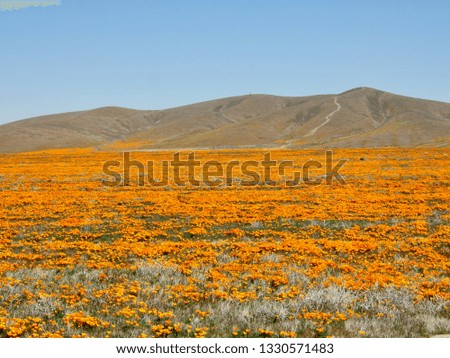 American life / Antelope Vally California Poppy Reserve Orange Carpet & Blue SKY.