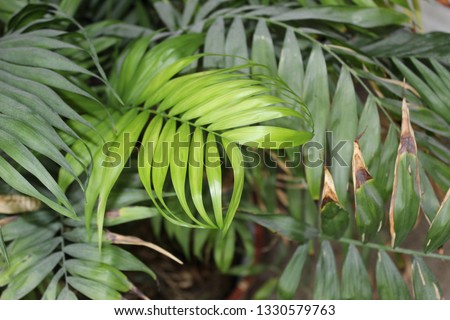 Single light green fern frond surrounded by dark green fronds. No editing.