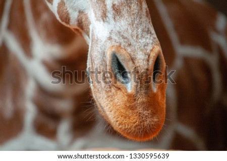 Close up of a Giraffe Snout with the body blurred out as the background