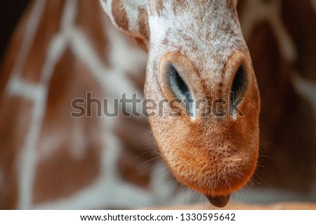Close up of a Giraffe Snout with the body blurred out as the background