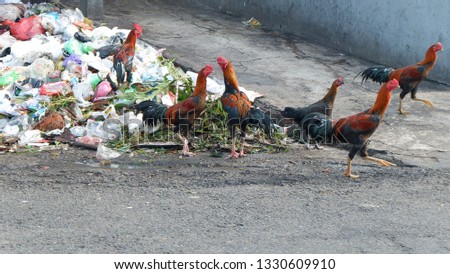 urban rooster at full of garbage