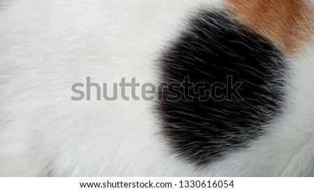 Close-up picture of tricollor cat fur