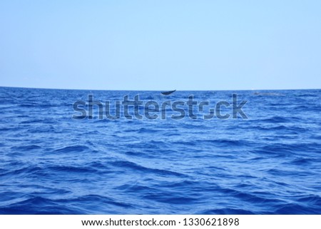 View of whale's tale over on deep blue ocean, texture of sea with waves and blue sky, clear weather in summer vacation have blue whale in the sea, summer holiday with aqua live background concept