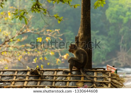 Bonnet macaque sitting on the roof near Athirapalli waterfalls, Kerala, South India