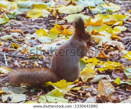 Brown squirrel sitting on autumn leaves on a sunny day and take the nut. Outdoors, autmn, daylight.