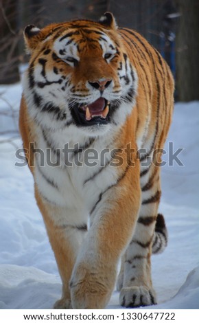 The tiger (Panthera tigris) is the largest cat species. It is the third largest land carnivore (behind only the polar bear and the brown bear).