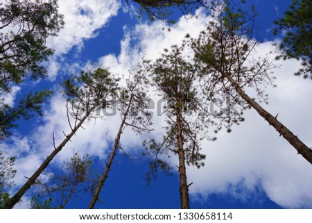 Pine tree on blue sky and cloud background, beautiful nature blue sky with trees, Looking up branch on sky background, pictured from Space for text in template, abstract wallpaper, Empty concept