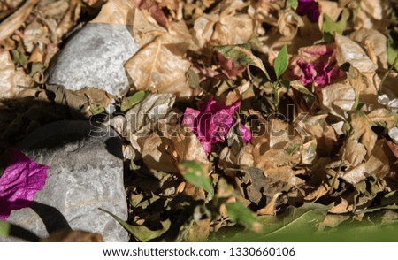 Close up view from above of group of dead brown leaves fall on the ground. Abstract picture of dry foliage in a public garden. Textured colorful surface in autumn season.