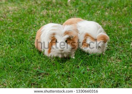 Two cute little brown tan and white guinea pigs eating grass together outdoors. One is looking at the camera