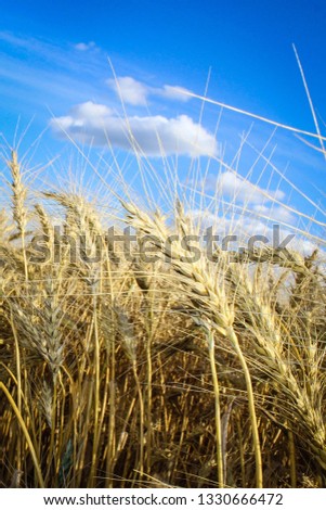 Wheat Field in Spruce Grove, Alberta, 2017