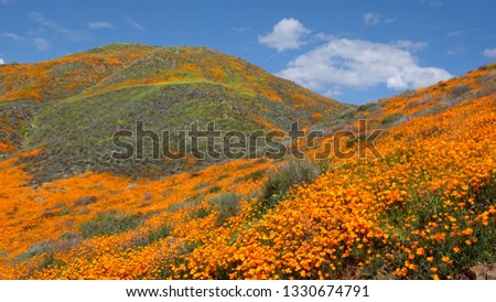 Bright orange poppy flowers under a blue sky during California desert super bloom                               
