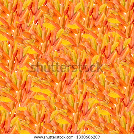 Autumn background composition made of falling autumn leaves with space for your ideas texts. top view. 