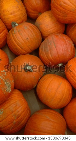 Many Orange Pumpkins