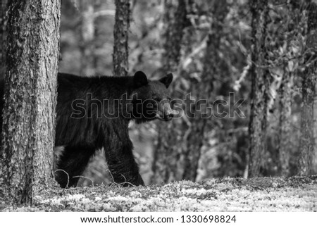 A black bear at home in northern Saskatchewan, Canada