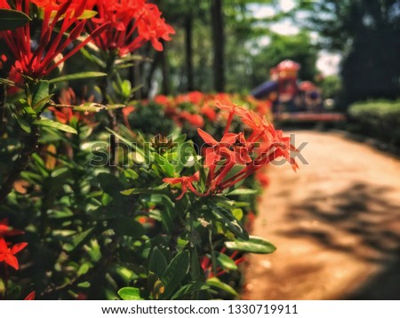 
Bouquet Spike flowers in park. Ixora, tropical,Thailand