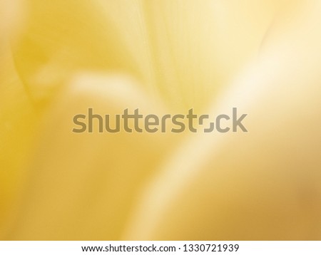 Beautiful Flower on soft sparkle in soft focus with filter colors use for background. Smooth of shapes of petal tulip flowers.