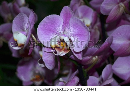 Background with orchids.