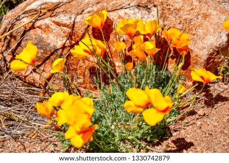 El Paso, Texas - 3 March 2019:  Golden poppies, one of the first signs of Spring.
Eschscholzia californica