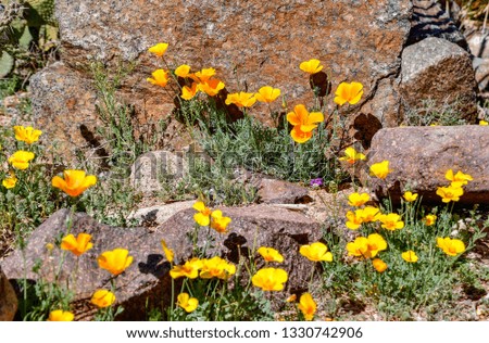 El Paso, Texas - 3 March 2019:  Golden poppies, one of the first signs of Spring.
Eschscholzia californica
