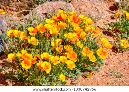 Eschscholzia californica
Each Spring, Mexican Golden Poppies bloom on Castner Range, on the east side of the Franklin Mountains in El Paso, Texas.