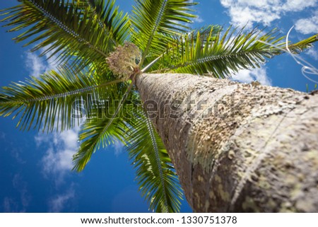 Palm trees and tropical plants on blue sky natural background. 